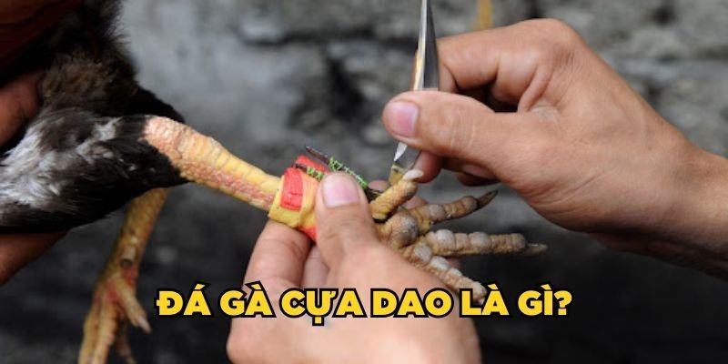 Đá gà cựa dạo hình thức giải trí đặc biệt 