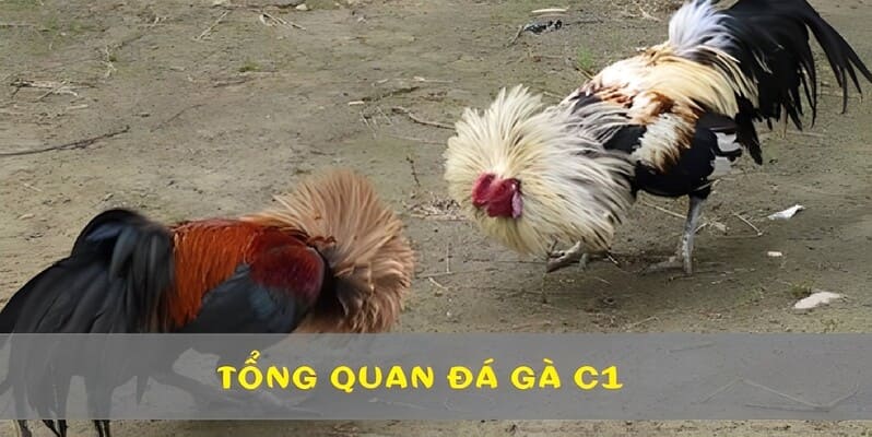 Đá gà C1 là hình thức thi đấu chuyên nghiệp, kịch tính